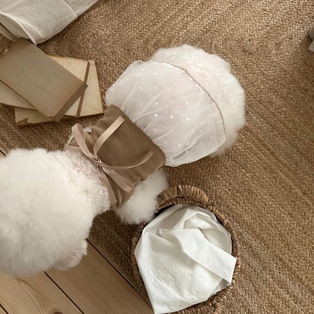 Spring and Summer Pet Lace Cam - Lace Teddy Lingerie review and price